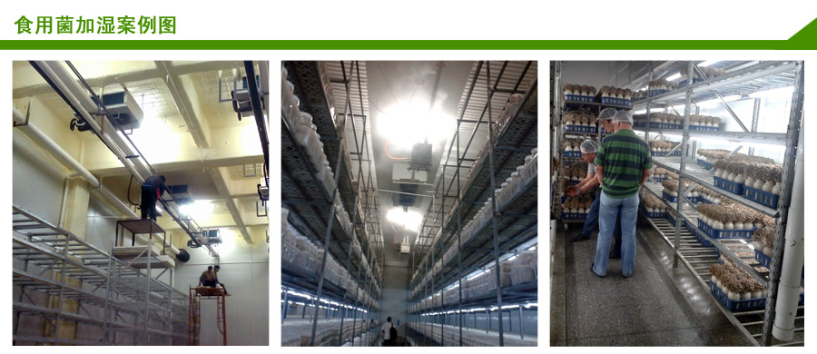 食用菌加濕案例圖 食用菌加濕案例圖